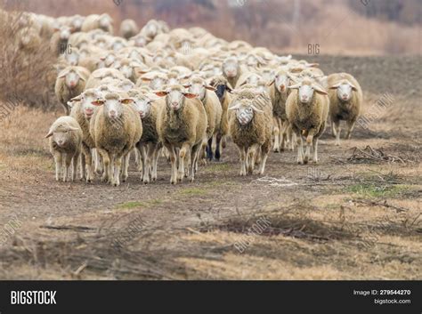 Flock Of Sheep