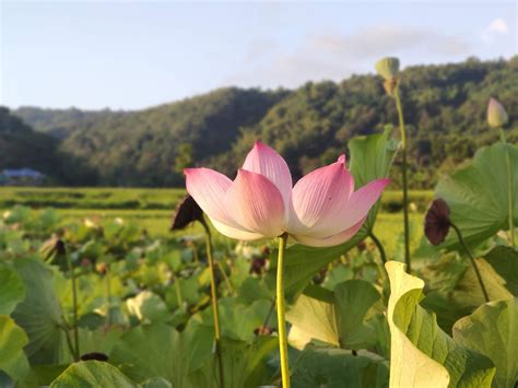 Best Places To Visit In La Union / Lakbay Norte 9 - The Pinoy Traveler - where to go in la union