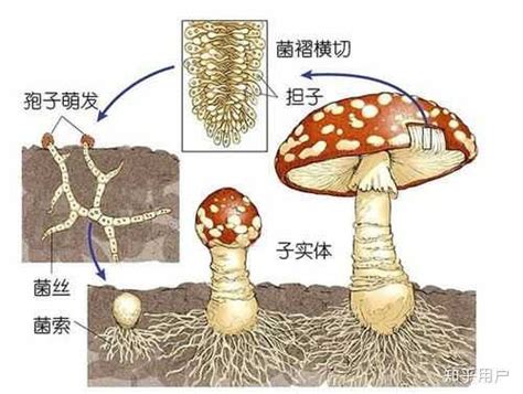 你了解生活中的真菌吗？----中国科学院微生物研究所