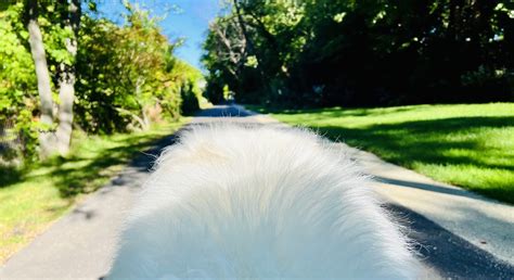 hair of the dog | Green Bay Trail