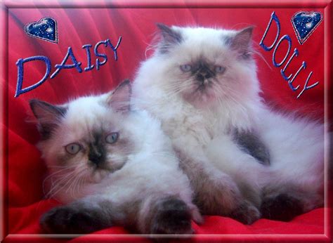 Süsse Perser COLOURPOINT Kätzchen mit Nase in Berlin | Tiere ...