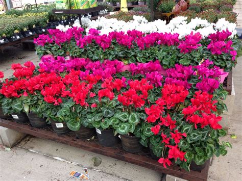 Image result for Lowe's Flower Garden
