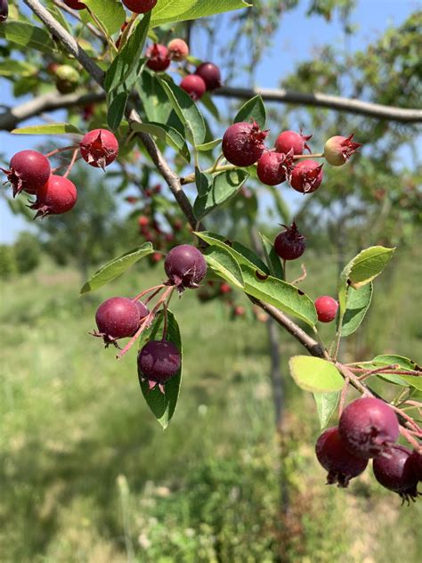 Amelanchier x grandiflora ‘Autumn Brilliance’ | Raemelton Farm