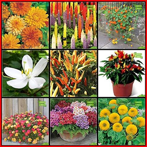 Creative Farmer Natural Air Cleansing Plants Seeds Combo Flower Seeds ...