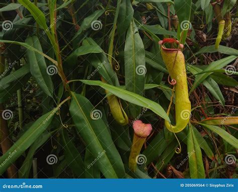 Nepenthes Carnivorous Plants or Tropical Pitcher Plants Stock Photo ...