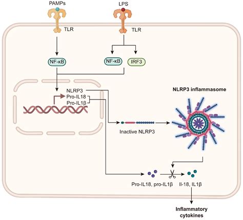 The Gut–Liver Axis in MASLD: From Host–Microbiome Crosstalk to ...