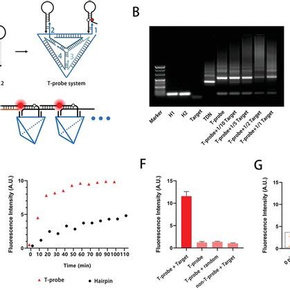 T Probe Using for Subgrade Test 的图像结果