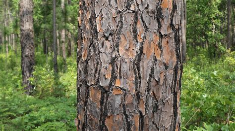 Longleaf Pine - Big Thicket National Preserve (U.S. National Park Service)