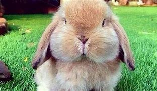 Image result for Fat Bunny Rabbit Memes