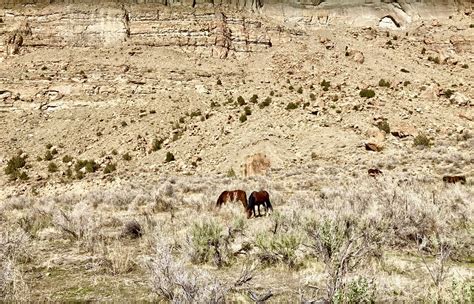 Little Book Cliffs Wilderness Study Area — The Colorado Mountain Club