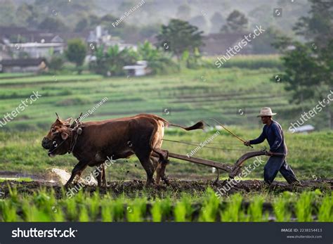 Indonesia 2022 Asian Farmer Using Buffalo Stock Photo 2238154413 ...