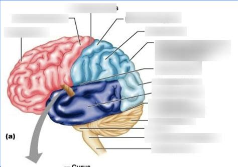 Cortex 的图像结果