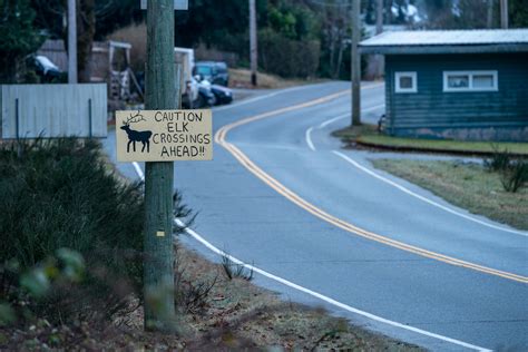 Bob the elk was a local celebrity in this B.C. town. His death sparked ...
