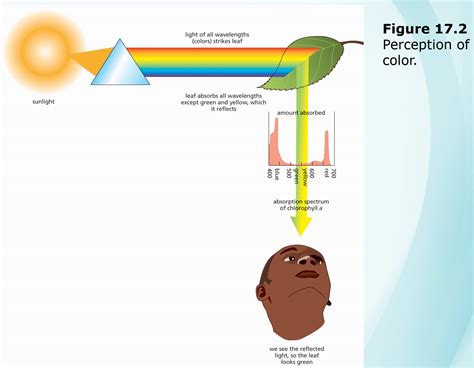 Plant 的图像结果