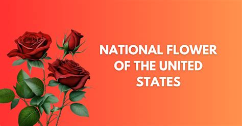 What is the National Flower of the United States? Know About It ...
