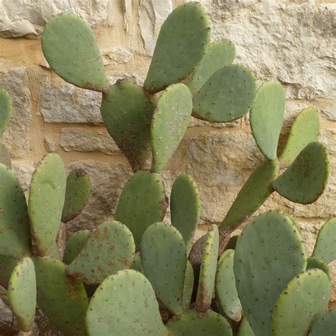 5 reasons why the Prickly Pear is such a super power hero for the skin ...
