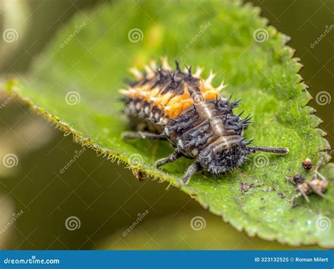 Ladybug Larva On Stem Stock Photography | CartoonDealer.com #58129502
