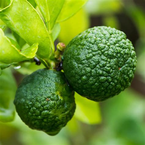 Kaffir Lime Tree | Kaffir Lime Plant For Sale | Citrus.com