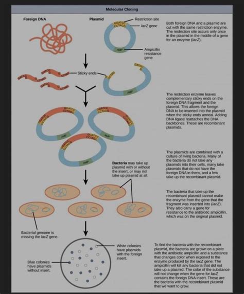 Genetic Engineering Process 的图像结果