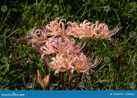 Pink spider lily, Japan stock photo. Image of rice, crop - 75905378