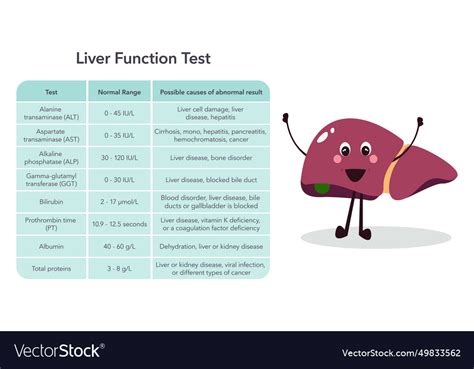 Image result for Normal Liver Function