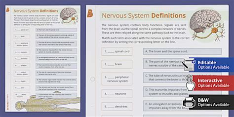 Nervous System Definitions Matching Activity (teacher made)