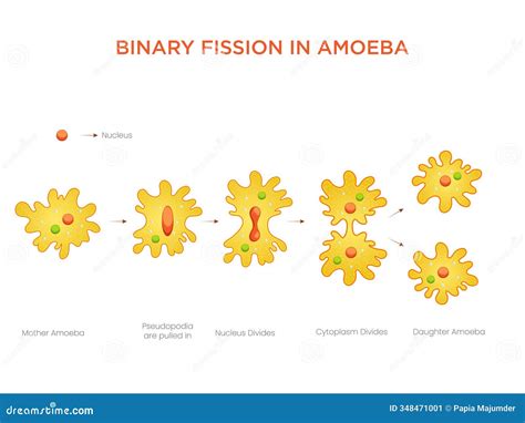 Image result for Binary Fission Reproduction