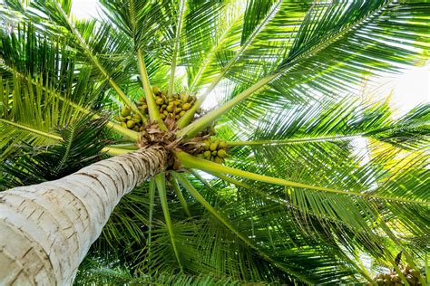 Coconut Tree: Pinnacle of Coastal Land – Grow Billion Trees