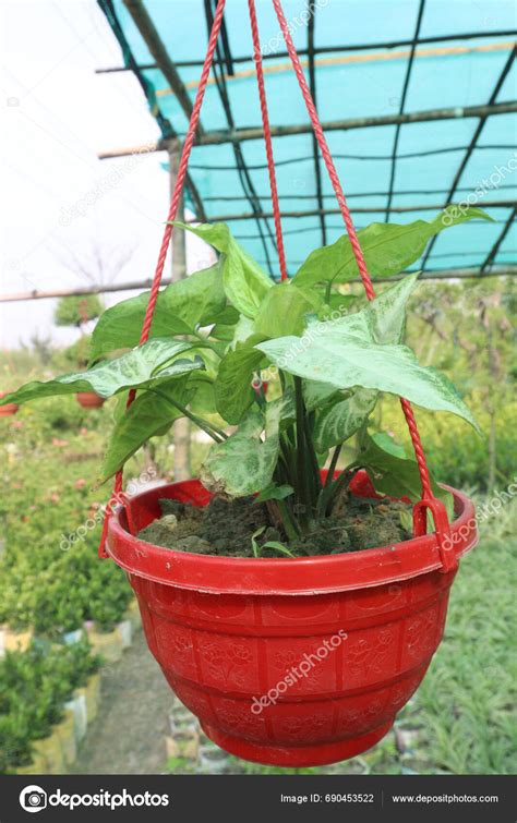 Arrowhead Plants Farm Sell Cash Crops Natural Air Purifiers Can Stock ...