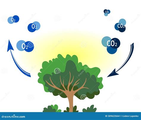 Environmental Protection. Trees that Produce Oxygen and Absorb Carbon Dioxide Stock Vector ...