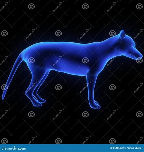 Lobo de Tasmania stock de ilustración. Ilustración de tasmania - 55455370