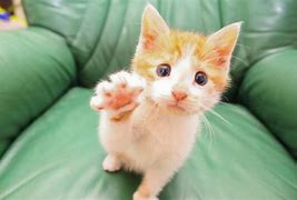 Image result for Cute Cat with Bunny Ears