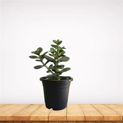 Jade Plant | Ropani