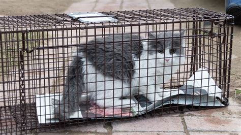 Free Cat Traps 的图像结果