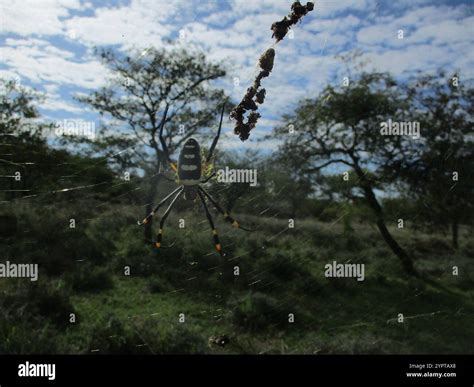 banded-legged golden orb-web spider (Trichonephila senegalensis Stock ...