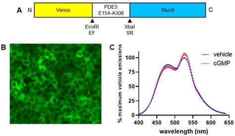 A Real-Time, Plate-Based BRET Assay for Detection of cGMP in Primary Cells