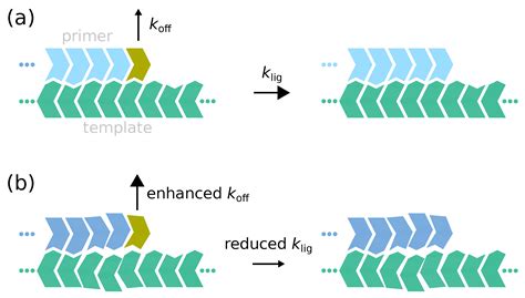 Thermodynamic and Kinetic Sequence Selection in Enzyme-Free Polymer ...