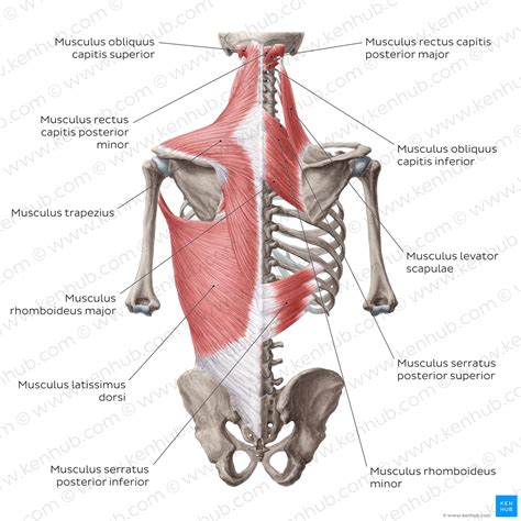 M. serratus posterior superior und inferior - Anatomie | Kenhub
