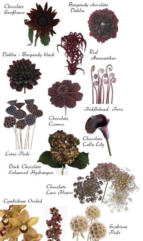 Black Flower Names And Meanings - imágenes de dios