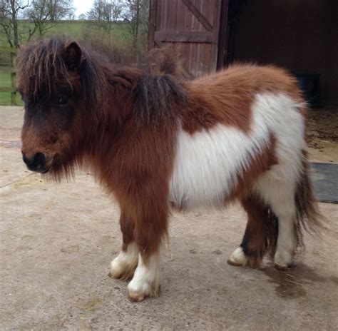Shetland Pony Breed Information, History, Videos, Baby, Pictures