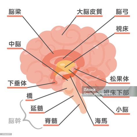 Brain Structure 的图像结果