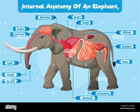 Detailed illustration of an elephant's internal organs Stock Vector ...