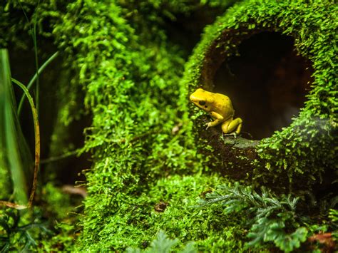 Golden Poison Dart Frog Habitat