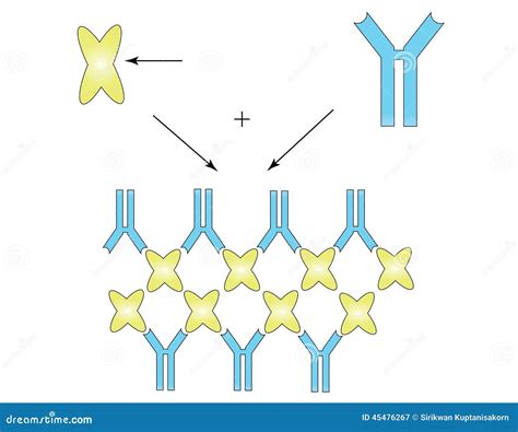 Antibody stock illustration. Illustration of binding - 45476267
