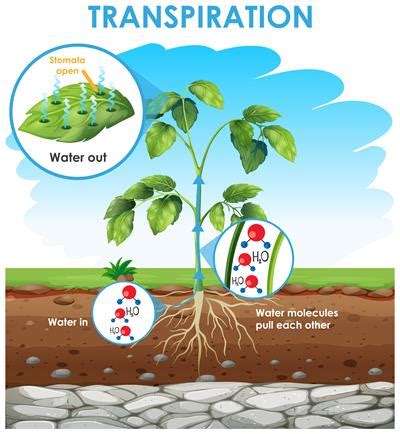 Transpiration and the factors affecting it — lesson. Science State ...