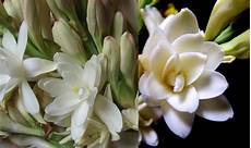 tuberose fiori piante tuberose fiori piante