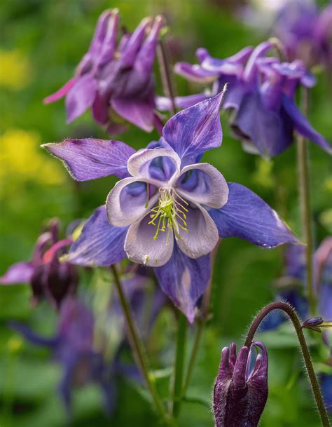 The Symbolism Behind 12 Popular Wildflowers and Their Meanings | Bigger ...
