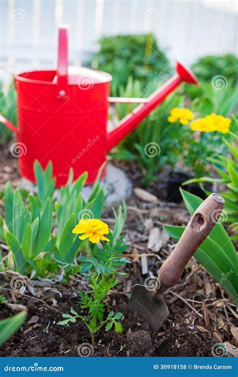 Planting Annuals stock photo. Image of marigold, annuals - 30918158