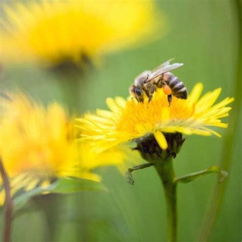 Do Plants Have Feelings? | Nurserylive