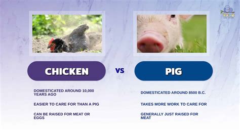 Chickens vs. Pigs: History and Fun Facts